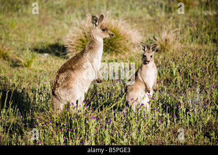 Ein östliches Mutter und Joey sind diese Kängurus, wild und Leben im Outback Australien Stockfoto