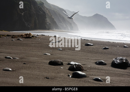 Eine Möwe fliegt über einen sandigen Strand und Klippen im Nebel in der Ferne steigen, wilden Strand, Point Reyes National Seashore, Kalifornien. Stockfoto