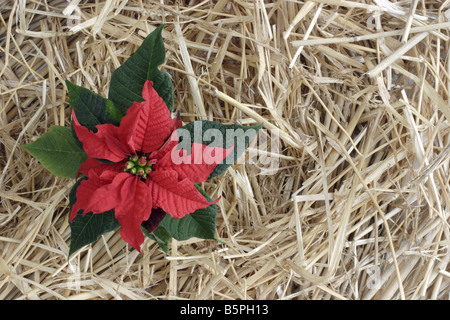 Roten Weihnachtsstern (Weihnachtsstern) und Stroh Hintergrund Stockfoto