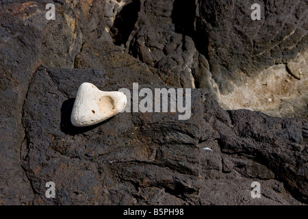 Weiße Felsen gefunden auf schwarzen Lavagestein auf Kauai Stockfoto