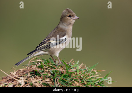 Weibliche Buchfink Fringilla Coelebs thront auf dem Rasen suchen Warnung Potton Bedfordshire Stockfoto