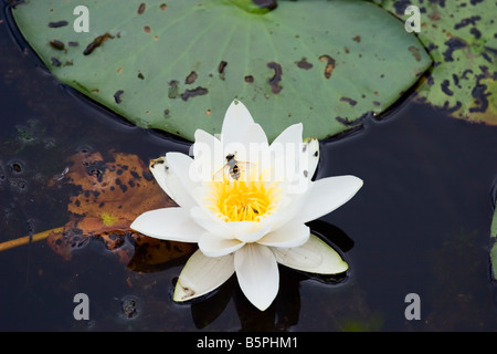Weiße Seerose im Teich Stockfoto