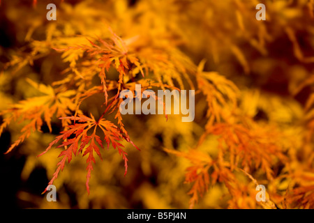 Acer Palmatum im Herbst Stockfoto