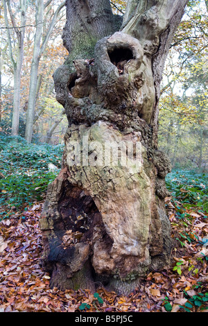 EINEN ALTEN GROßEN BAUMSTAMM MIT VIEL CHARAKTER IN EINEM WALD IM HERBST Stockfoto