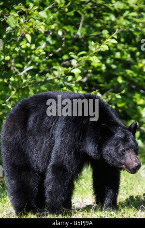 Schwarzer Bär, Vancouver Island Stockfoto