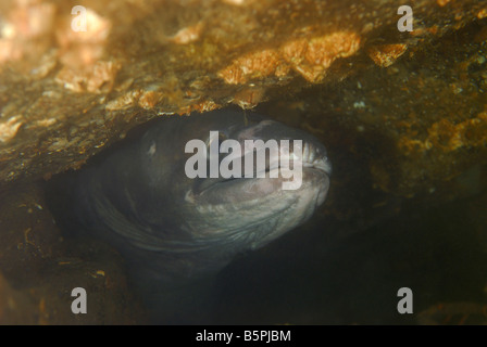 Europäische Meeraal (conger Conger) in Spalt. Stockfoto