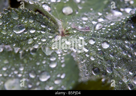 Alchemilla Mollis, Frauenmantel Stockfoto