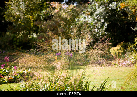 Molinia Caerulea transparent Stockfoto