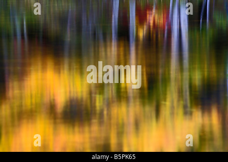 Abstrakte Sicht von Baumstämmen auf Mount Desert Island Acadia Nationalpark Maine Teich reflektiert Stockfoto