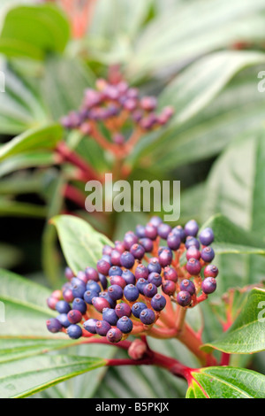 VIBURNUM DAVIDII AGM Stockfoto