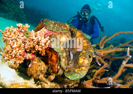 männlichen Taucher betrachten Riesenmuschel, umgeben von einer Vielzahl von Korallen des Great Barrier Reef Australien Stockfoto