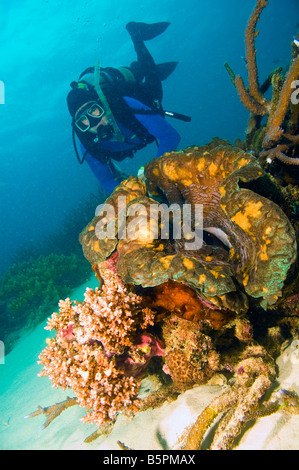 männlichen Taucher betrachten Riesenmuschel, umgeben von einer Vielzahl von Korallen des Great Barrier Reef Australien Stockfoto