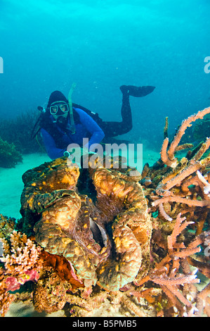 männlichen Taucher betrachten Riesenmuschel, umgeben von einer Vielzahl von Korallen des Great Barrier Reef Australien Stockfoto