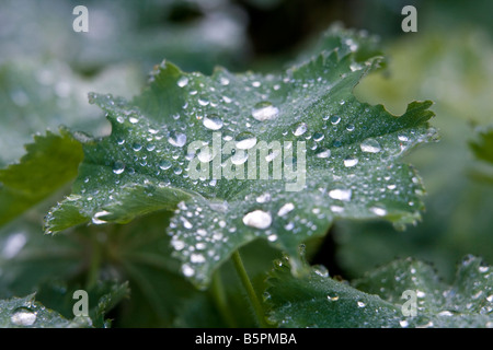 Alchemilla Mollis, Frauenmantel Stockfoto
