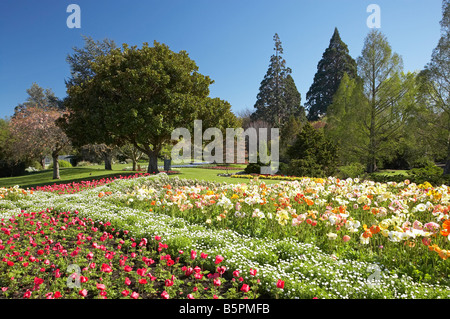 Frühling Blumen Pollard Park Blenheim, Marlborough Südinsel Neuseeland Stockfoto