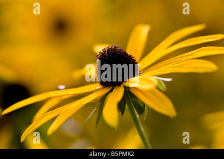 Rudbeckia Fulgida Dreamii Stockfoto