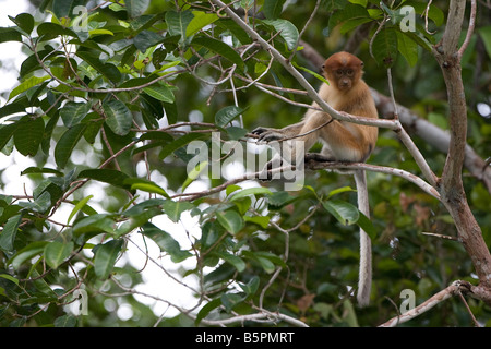 Junger Nasenaffe sitzt in einem Baum in Tanjung Puting NP Borneo Stockfoto