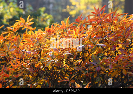 Rhododendron Bltter rot im Herbst Stockfotografie - Alamy