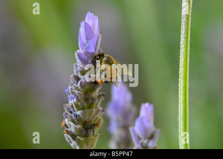 Biene auf der Suche nach Pollen auf Lavendel Blume, Südafrika Stockfoto