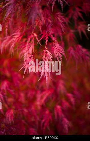 Acer Palmatum im Herbst Stockfoto