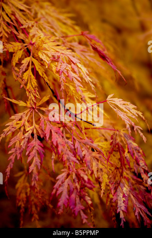 Acer Palmatum 'Seiryu' im Herbst Stockfoto