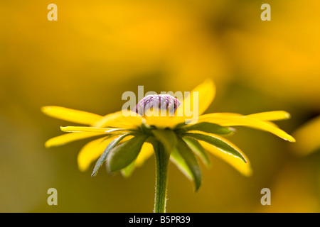 Rudbeckia Fulgida Dreamii Stockfoto