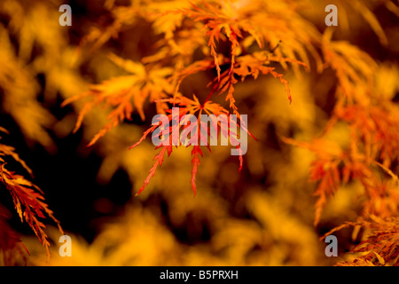 Acer Palmatum im Herbst Stockfoto