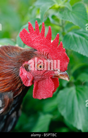 Kronkosky s kleine Tot Natur vor Ort San Antonio Zoo TX Stockfoto