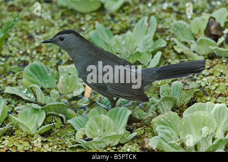 Graues Catbird Dumetella Carolinensis Corkscrew Swamp Sanctuary Naples Florida Stockfoto