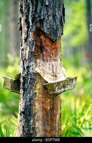 Loblolly Kiefer, Harz fangen Pfannen. Stockfoto