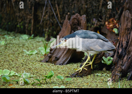 Heron Corkscrew Swamp Sanctuary Florida Nycticorax nycticorax Stockfoto