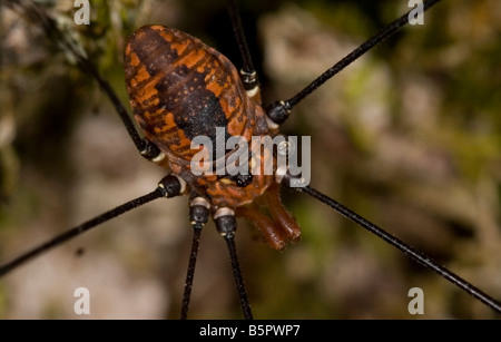 Harvestmen Spinne aus der Nähe, Makro Stockfoto