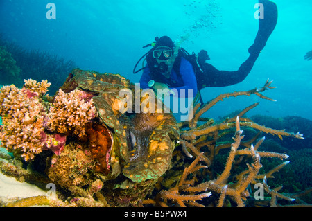 männlichen Taucher betrachten Riesenmuschel, umgeben von einer Vielzahl von Korallen des Great Barrier Reef Australien Stockfoto