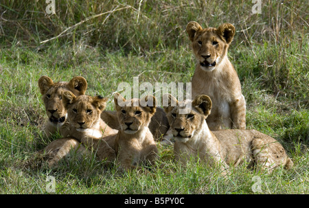 Marsh Löwenbabys, die gerade ein Flugzeug kommt ins Land in der Masai Mare game reserve Stockfoto