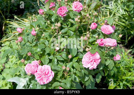 Rosa Gertrude Jekyll Ausbord Stockfoto