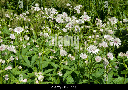 Große Sterndolde Astrantia Stockfoto