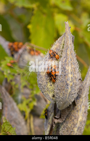 Rote Wolfsmilch Käfer Tetraopes Tetraophthalmus auf getrocknete Pod Anlage Seidenpflanze Asclepias Syriaca die Samen freigibt Stockfoto