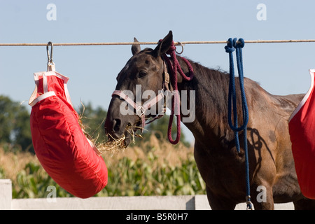 Dark Bay Horse gebunden an ein Tieline Essen Heu aus einem Beutel Heu Stockfoto