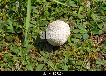 Einen stacheligen Puffball Mushroom nisten in üppigen grünen Rasen Stockfoto