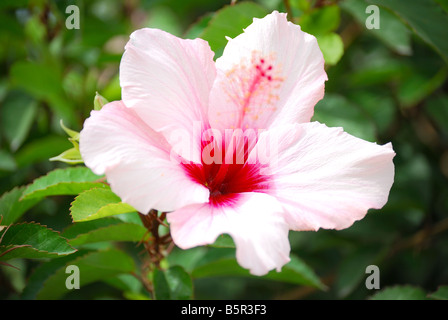 Rosa Hibiskus Blume, Siam Park Water Kingdom Theme Park, Costa Adeje, Teneriffa, Kanarische Inseln, Spanien Stockfoto