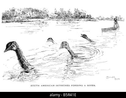 Charles Darwin Buchillustration Stockfoto