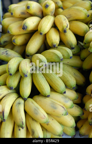 Babybanane Trauben auf einem Freiluftmarkt Stockfoto