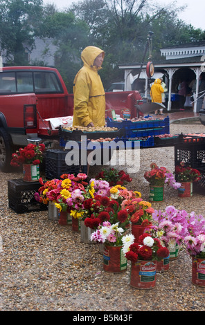 Blume-Anbieter steht im Regen auf einem Bauernmarkt auf Martha's Vineyard, Massachusetts. Stockfoto