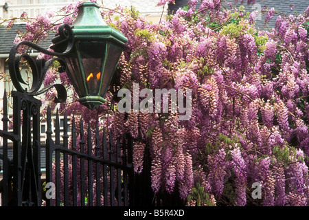 Glyzinien umgeben eine brennendes Gaslampe auf einem schmiedeeisernen Zaun am Haus Edmonston-Alston, Charleston, SC Stockfoto