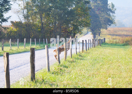 Large White tailed Buck mit Geweih springen einen Zaun Nordamerika USA Stockfoto