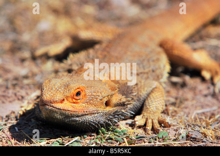 Bartagame Stockfoto