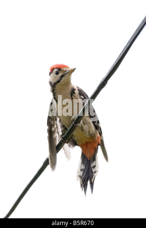 Dendrocopus großen - unreife mehr gefleckte Specht balancieren auf Draht Stockfoto