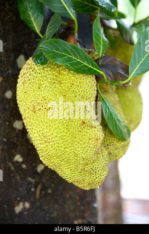 Jackfrucht (Artocarpus Heterophyllus) wächst auf einem Baum in Pondicherry, Indien. Stockfoto