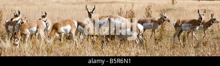 Pronghorn Antilope (Antilocapra Americana), Grand-Teton-Nationalpark, Wyoming, USA Stockfoto