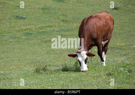 Eine braune und weiße Kuh grasen auf einer alpinen Gebiet in Frankreich Stockfoto